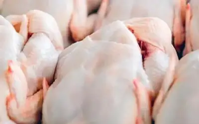 إلغاء السقوف السعرية للدجاج المباع للمطاعم