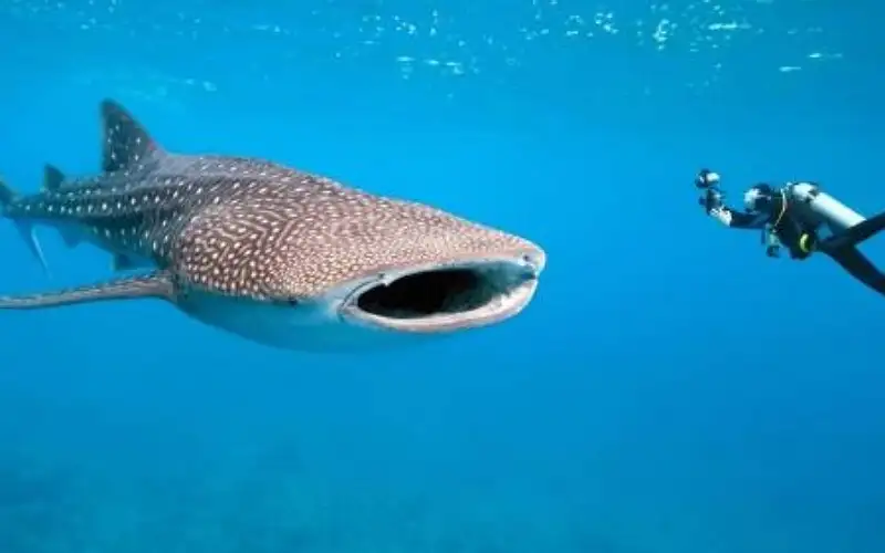 ظهور أكبر أنواع القرش بالغردقة المصرية