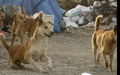 مطالب بتخصيص أرض لإيواء الكلاب الضالة