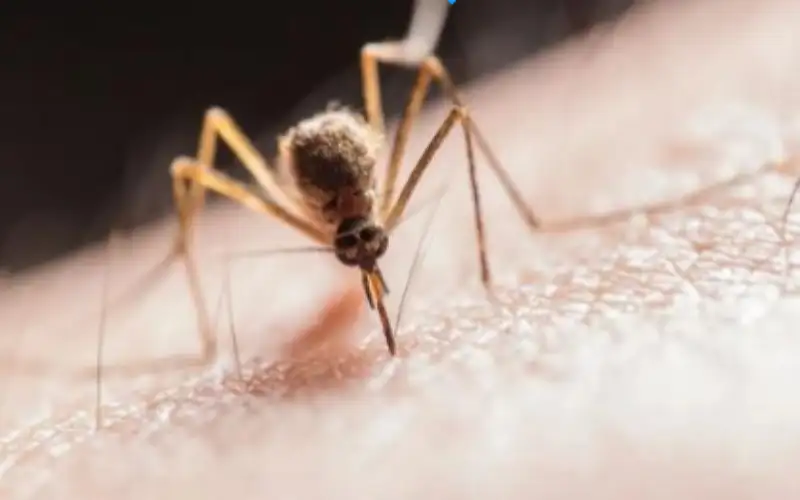 حمى غرب النيل تقتل 32 إسرائيليا