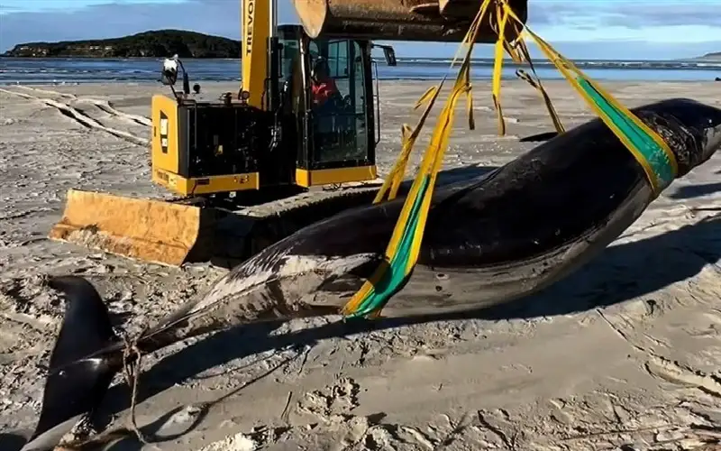 العثور على جيفة حوت نادر على