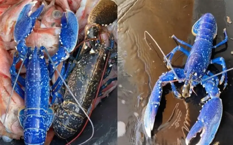 واحد من كل مليونين.. كركند أزرق