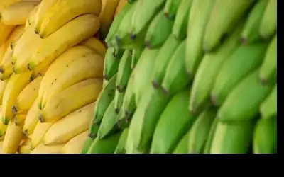 الفرق بين الموز الناضج والموز الأخضر