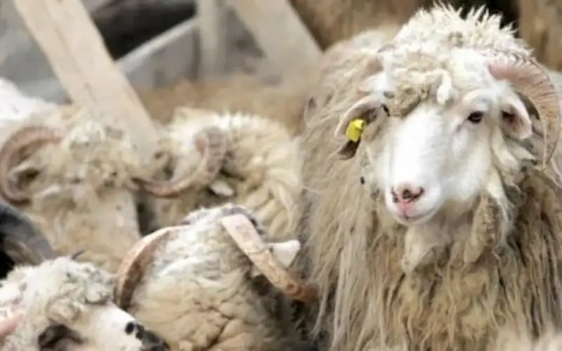 الأردن تستأنف تصدير المواشي للسعودية