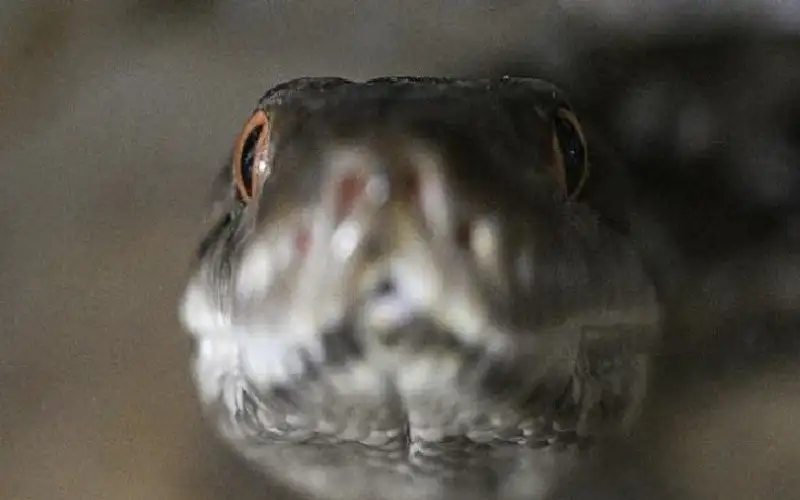 الغداء اليوم صحن ثعابين بشهي