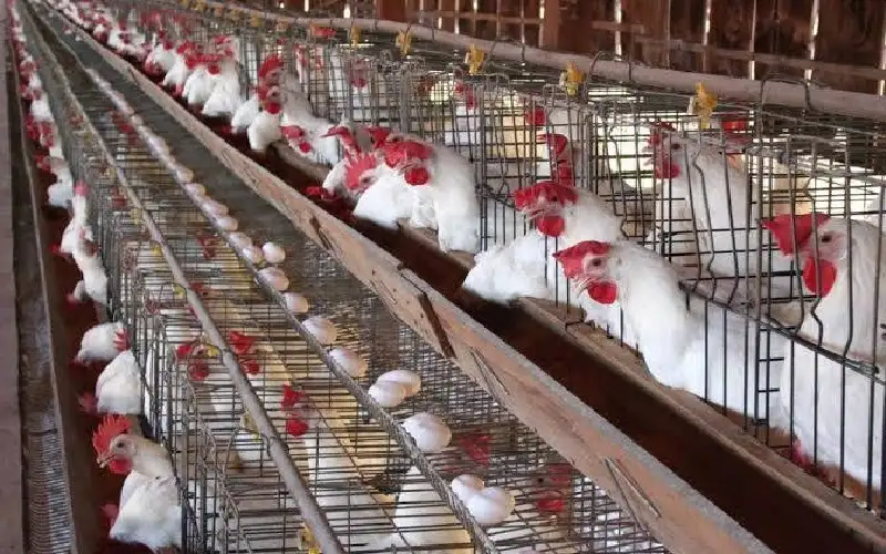 الثالث عربيا .. الأردن ينتج 251