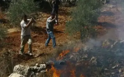مستوطنون يعتدون بالضرب على أمريكيين متضامنين