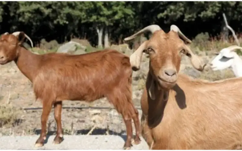 بعد تفشي طاعون الماعز .. اليونان