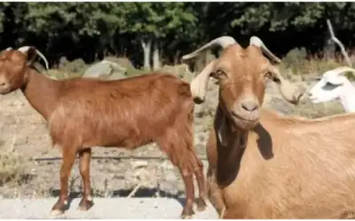 بعد تفشي طاعون الماعز .. اليونان
