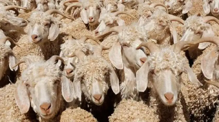 طاعون الماعز يتفشى باليونان