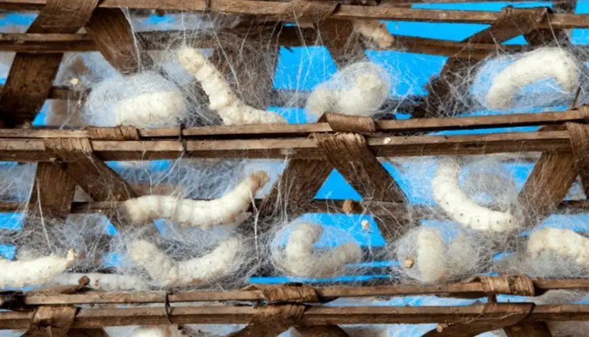 اكتشاف.. دودة القز والروبيان قد يصلحان