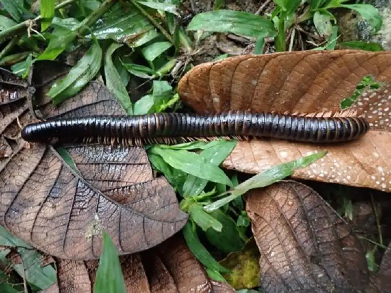 العثور على دودة ألفية الأرجل في