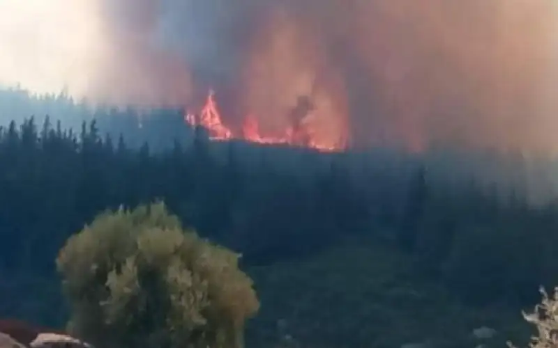 4 حرائق غابات في تونس.. والأسباب