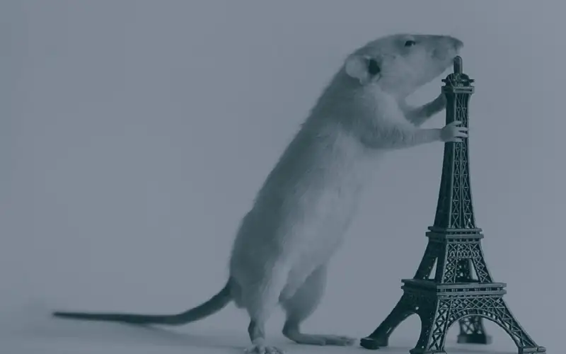 عن مملكة الجرذان التي تسيطر على