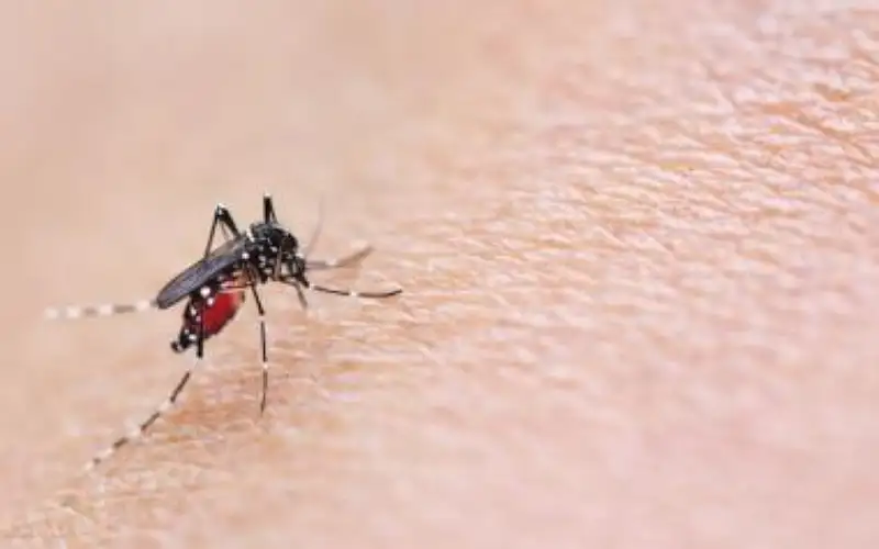 الأردن يسجل أول إصابة بحمى النيل