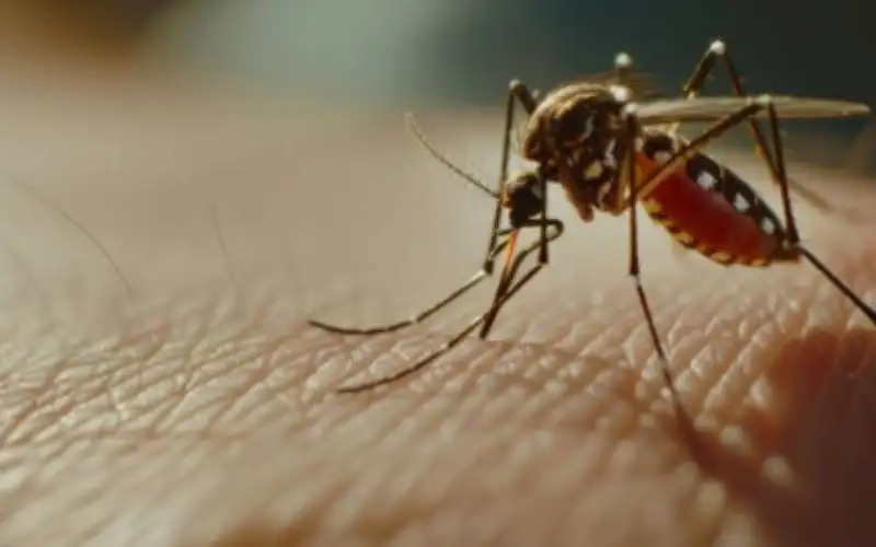 البلبيسي :مرض حمى النيل الغربي لا