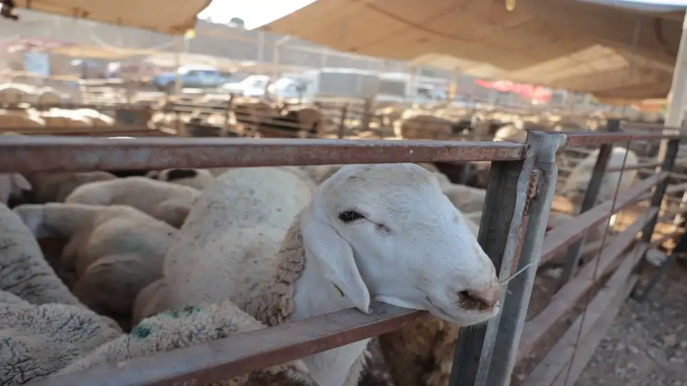 افتتاح مهرجان الأغنام والماعز والمنتجات الريفية