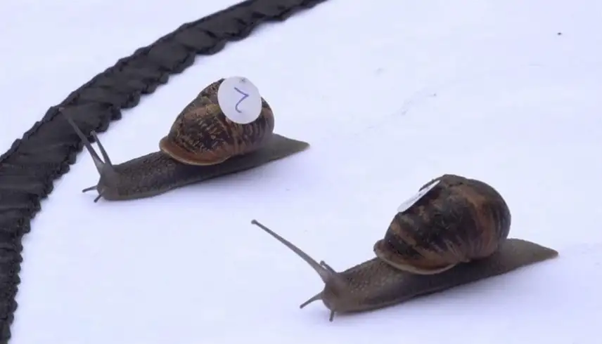 تتويج أسرع حلزون في بريطانيا