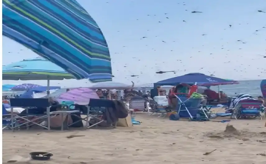سرب ضخم من الحشرات يجتاح شاطئا