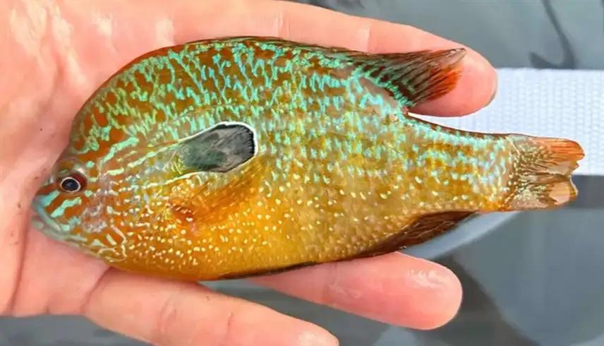 صياد يكتشف نوعا جديدا من الأسماك