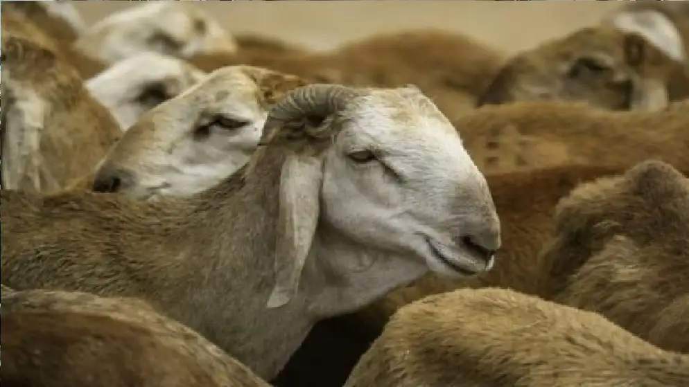 بعد ظهور حالات مرضية .. الزراعة: