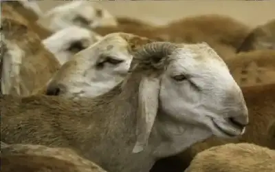 بعد ظهور حالات مرضية .. الزراعة: