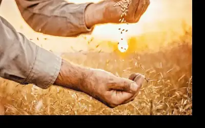 الفاو: تراجع طفيف في مؤشر أسعار