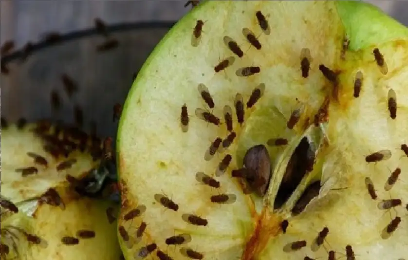 ذبابة الفاكهة صديقة الباحثين تكتشف سببا