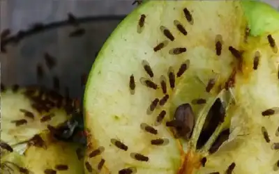 ذبابة الفاكهة صديقة الباحثين تكتشف سببا