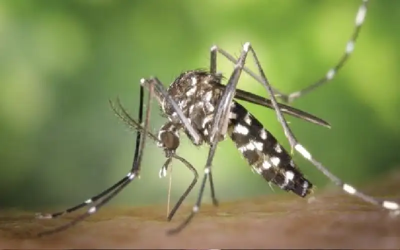 لا إصابات جديدة بحمى غرب النيل