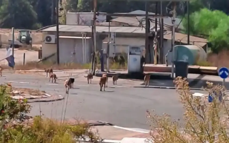 الكلاب تثير رعب سكان مستوطنة قرب