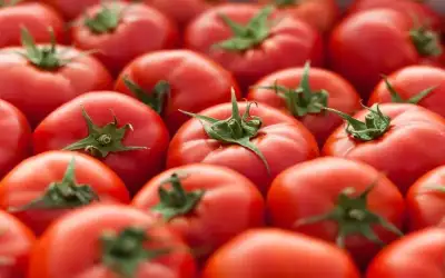 البدء بتقييد تصدير محصول البندورة تدريجيا