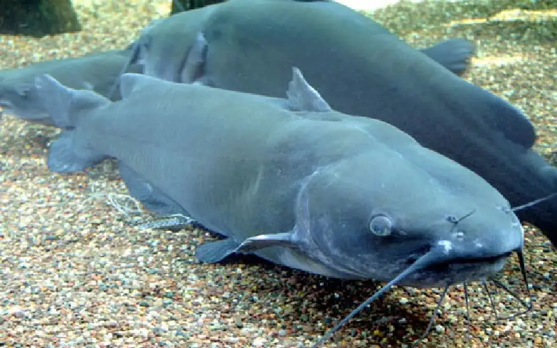 سمك السلور يعوم في شوارع فلوريدا