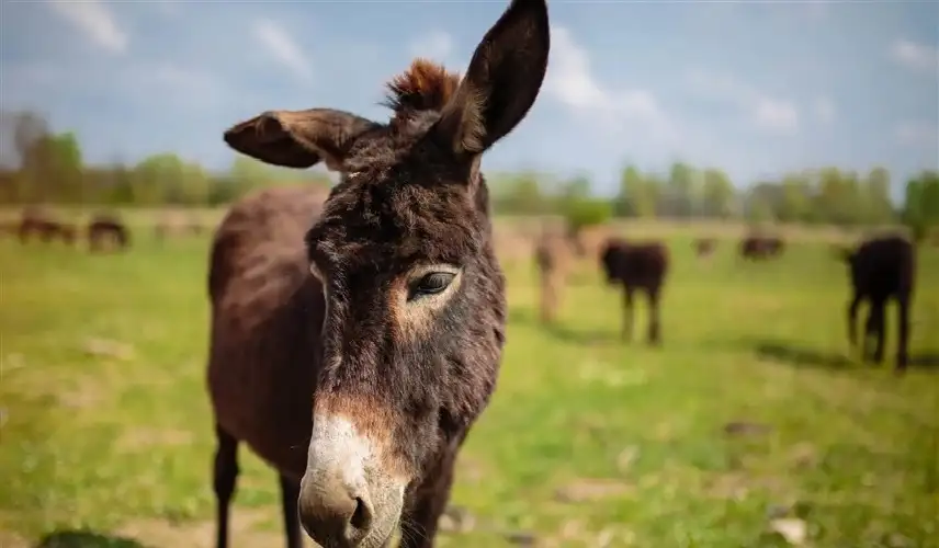 إقبال واسع من العراقيين على شراء