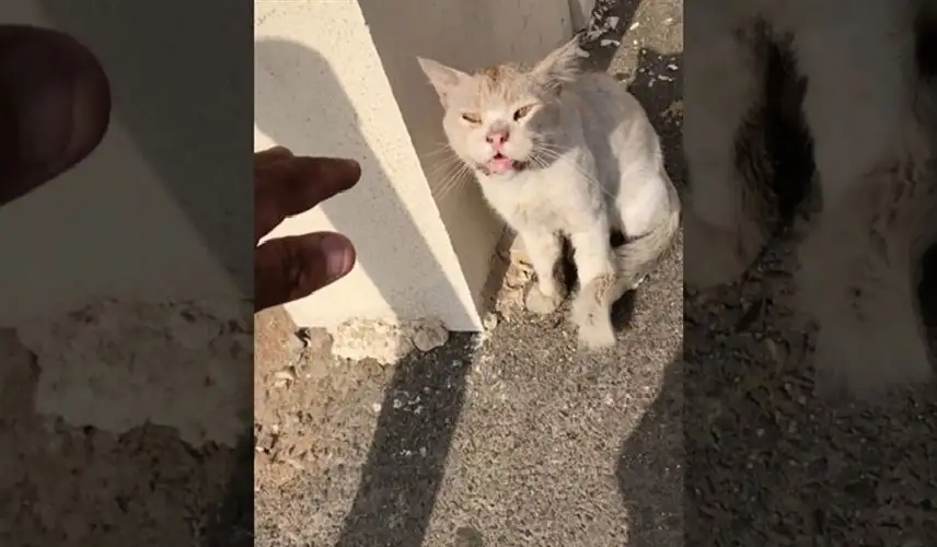 يعذبها ويأكلها.. سفاح القطط أبو نوح