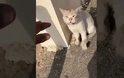 يعذبها ويأكلها.. سفاح القطط أبو نوح