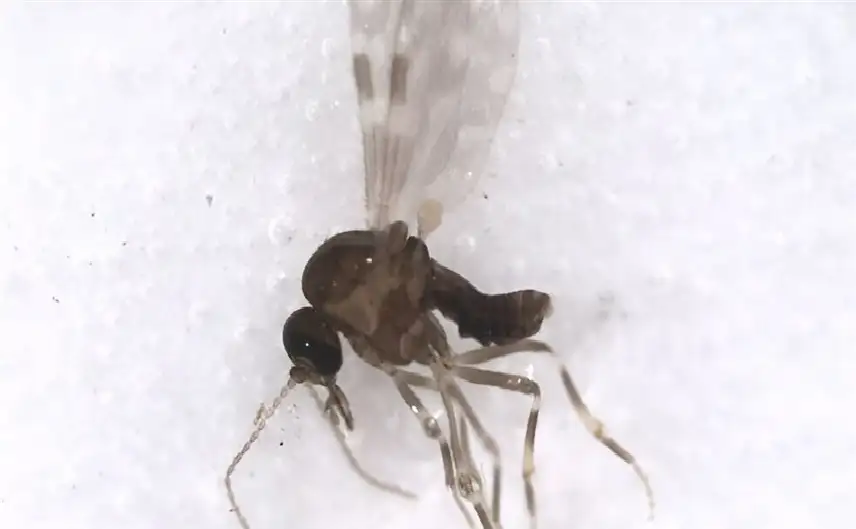 هل يجب أن نقلق من انتشار