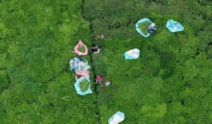 شاي مقاوم للجفاف.. أمل تركيا لإنقاذ