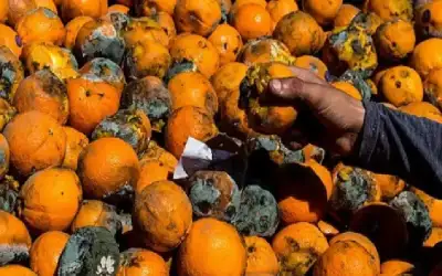 البرتقال الفاسد غير صالح للاستخدام من