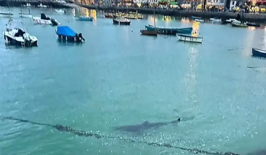 رصد ظهور سمكة قرش ضخمة أثناء