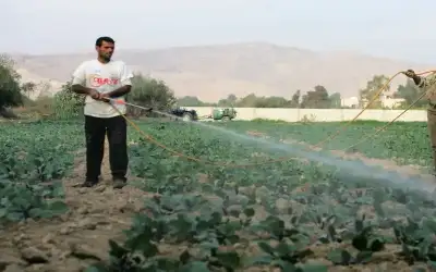 الحكومة تؤكد سلامة مياه ومزارع الأردن