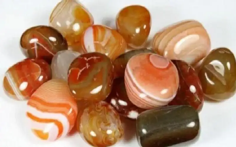 يتبول أحجارا كريمة.. خبير عالمي يشكك