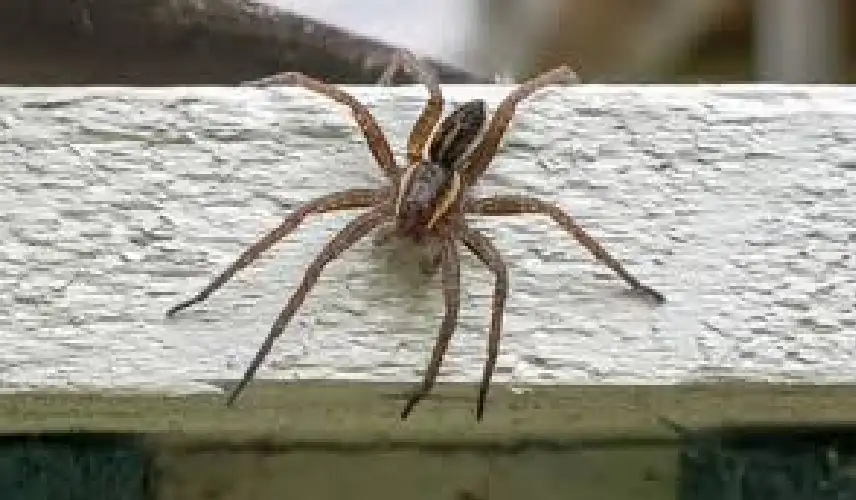 عناكب بحجم الجرذان تغزو بريطانيا.. والعلماء