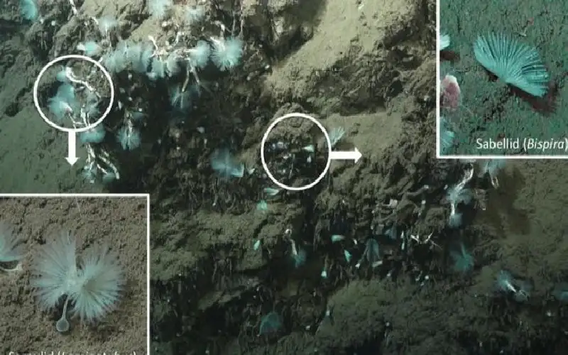 بكتيريا تحارب تغير المناخ.. كيف تؤدي