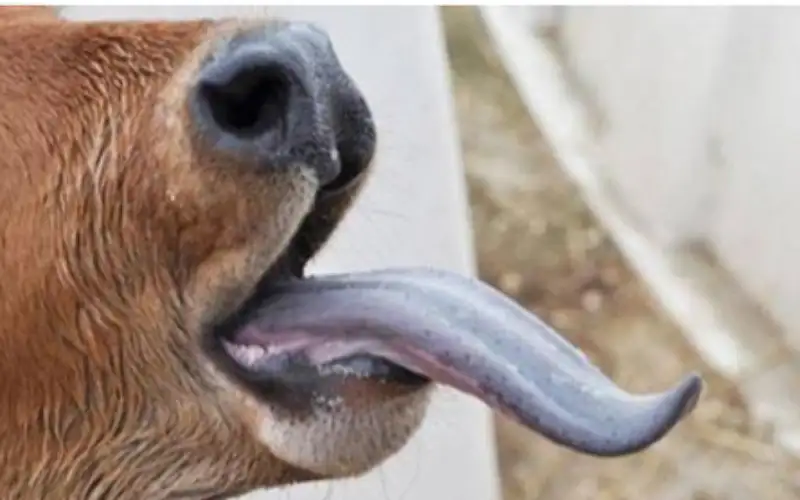 ألمانيا تشهد زيادة حادة في إصابات