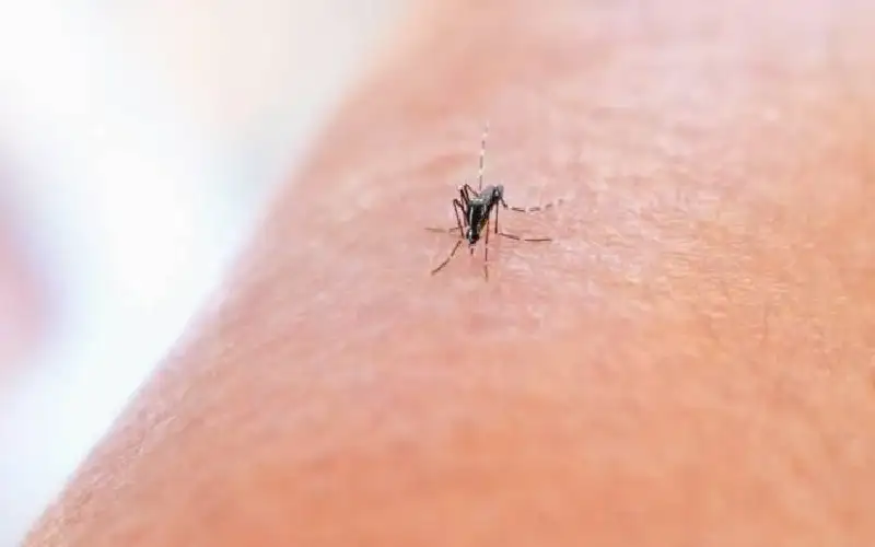أعراض فيروس حمى غرب النيل.. احذروا:
