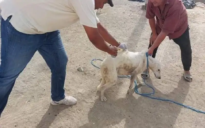 داء الكلب يضرب تونس بـ9 وفيات..