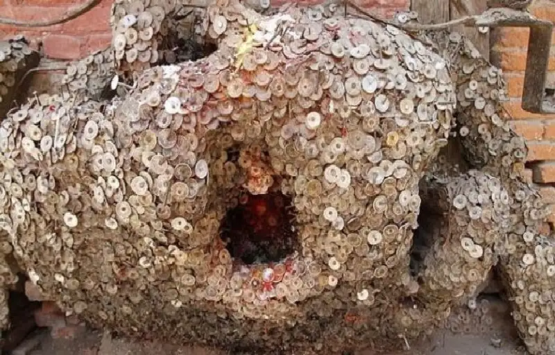 خزعغبلات.. شجرة ألم الأسنان.. مزار فريد