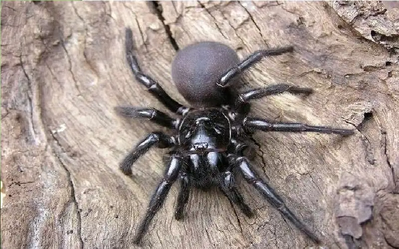 عناكب قاتلة في دول البحر المتوسط