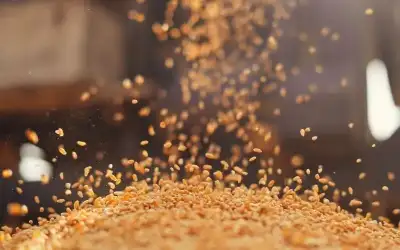 الأردن يطرح عطاء لشراء 120 ألف